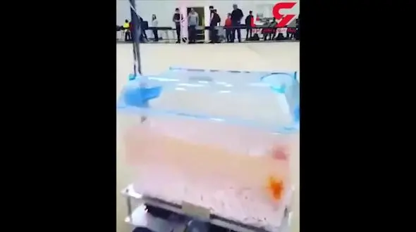 رباتی که راننده آن یک ماهی است! +فیلم 