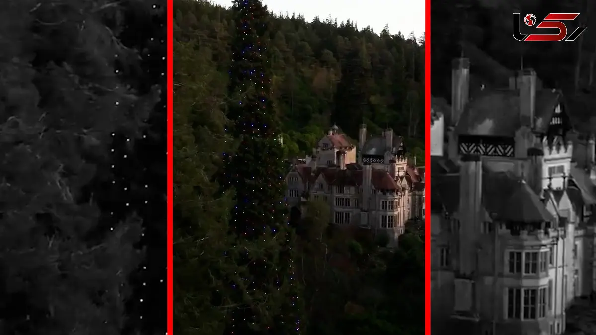 فیلم بلندترین درخت کریسمس جهان در بریتانیا