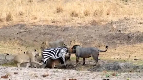 فیلم شکار گورخر توسط شیرها