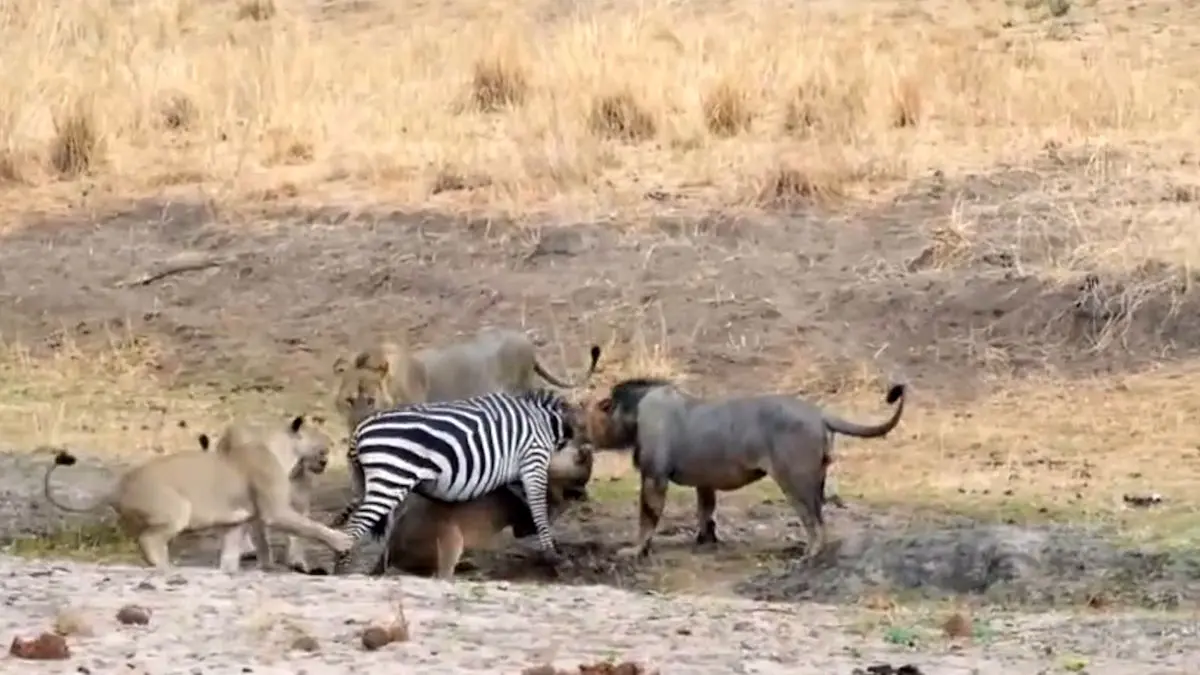 فیلم شکار گورخر توسط شیرها