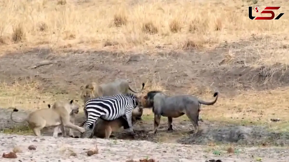 فیلم شکار گورخر توسط شیرها