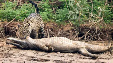 صحنه‌ای شگفت‌انگیز از حیات‌وحش؛ شکار تمساح توسط جگوار + فیلم