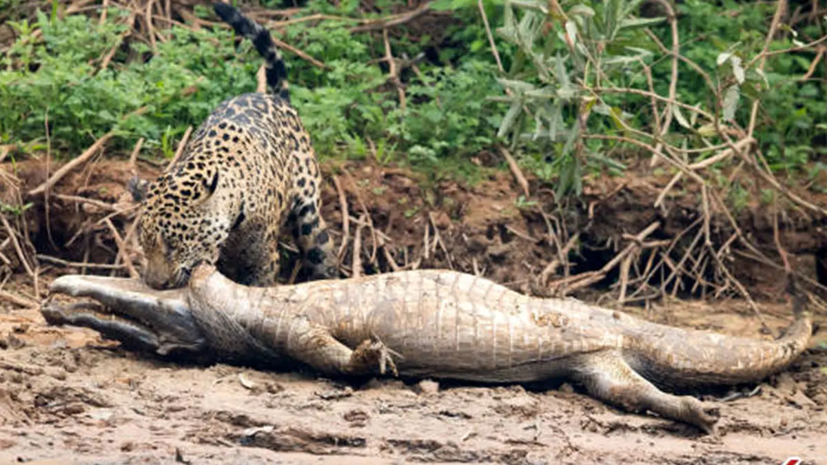 صحنه‌ای شگفت‌انگیز از حیات‌وحش؛ شکار تمساح توسط جگوار