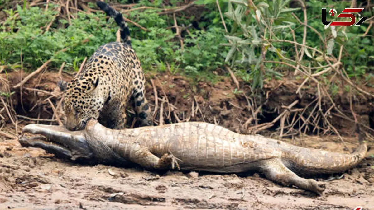 صحنه‌ای شگفت‌انگیز از حیات‌وحش؛ شکار تمساح توسط جگوار + فیلم