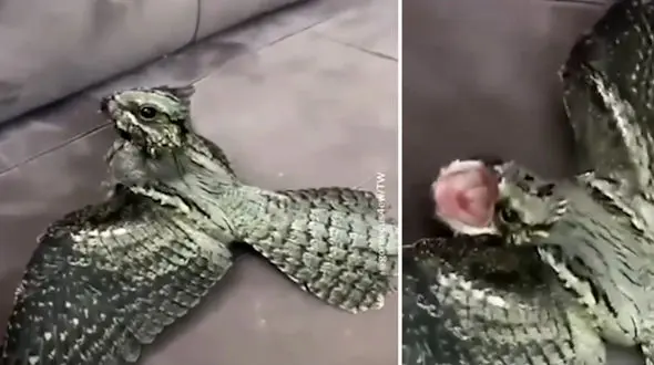 فیلم کشف پرنده ای از نسل دایناسور ها ! / ترسناک اما واقعی