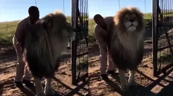این شیر بعد از ماساژ حاضر به بازگشت به قفس خود نبود + فیلم