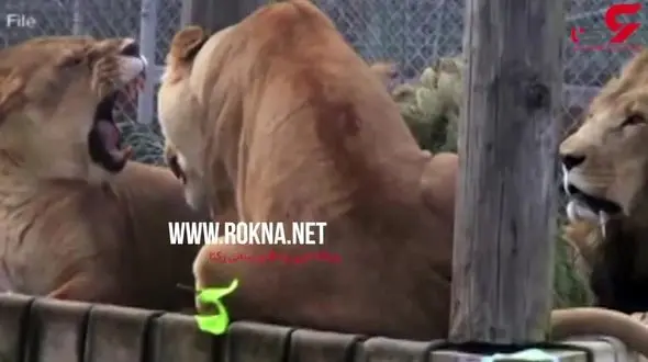 مردی شیر دست آموزش را به جان برقکار انداخت + فیلم / پاکستان