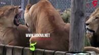 مردی شیر دست آموزش را به جان برقکار انداخت + فیلم / پاکستان
