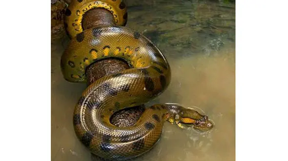 لقمه گنده تر از دهان مار آناکوندا برایش دردسر ساز شد + فیلم