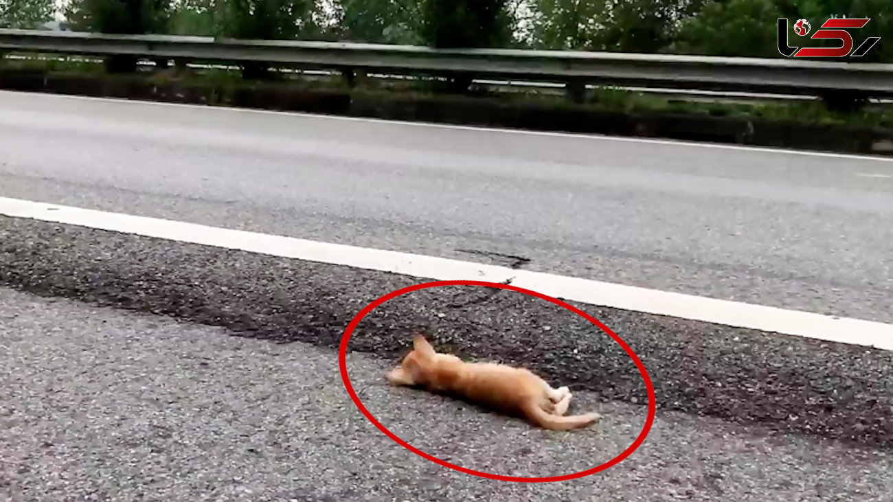 ببینید / نجات بچه گربه از جاده خطرناک+ فیلم 