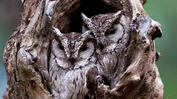 از جغد و استتارش تا بابون گرفتار شده در دندان های سگ های وحشی