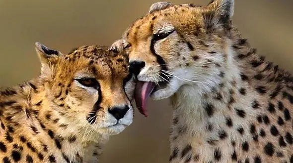 پیشنهاد سلاجقه برای نامگذاری حیوانات : نام کشور را روی حیوانات نگذاریم !