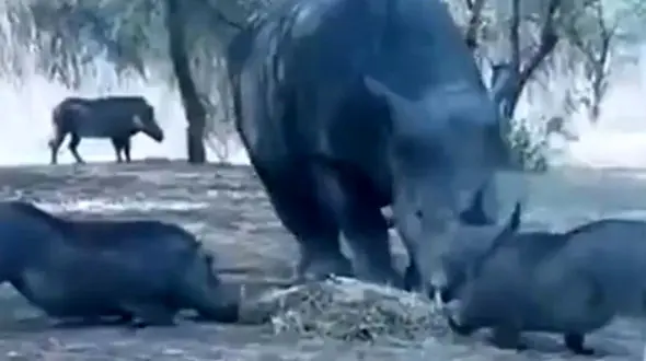 جنگیدن کرگدن با فیل، اسب‌ آبی و شیر + فیلم