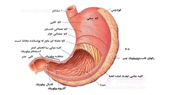 وقتی غذا می خوریم در معده چه اتفاقی می افتد؟ / فیلم