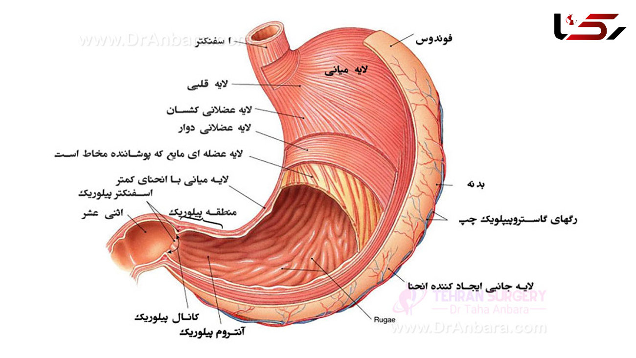 وقتی غذا می خوریم در معده چه اتفاقی می افتد؟ / فیلم