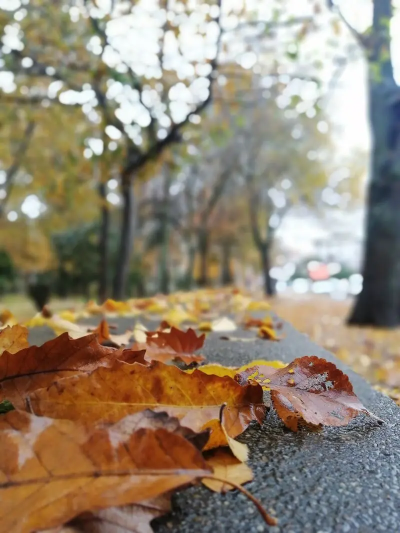باغ محتشم رشت