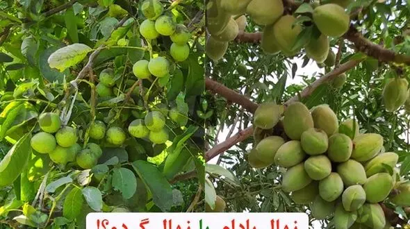 خرید نهال بادام پر سودتر است یا خرید نهال گردو؟