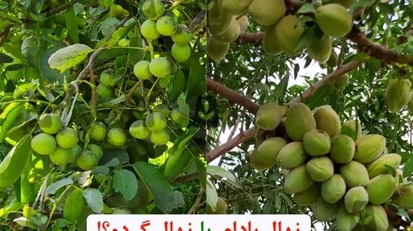 خرید نهال بادام پر سودتر است یا خرید نهال گردو؟