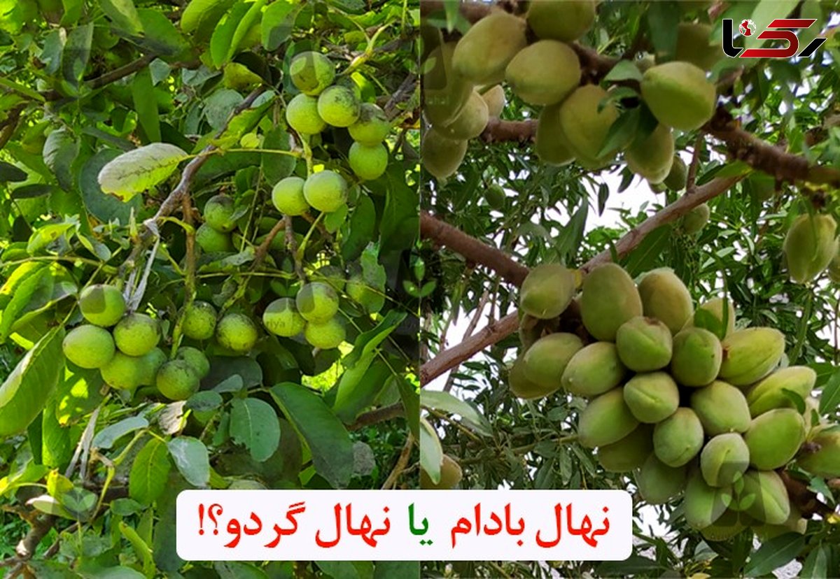 خرید نهال بادام پر سودتر است یا خرید نهال گردو؟