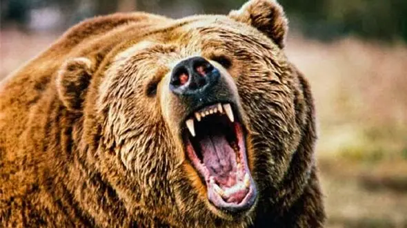 معرفی سه نفر از اهالی ایذه به مراجع قضایی برای کشتن خرس قهوه‌ای و توله‌اش + فیلم