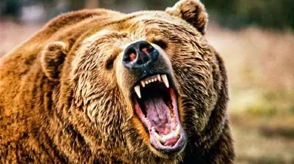 معرفی سه نفر از اهالی ایذه به مراجع قضایی برای کشتن خرس قهوه‌ای و توله‌اش + فیلم