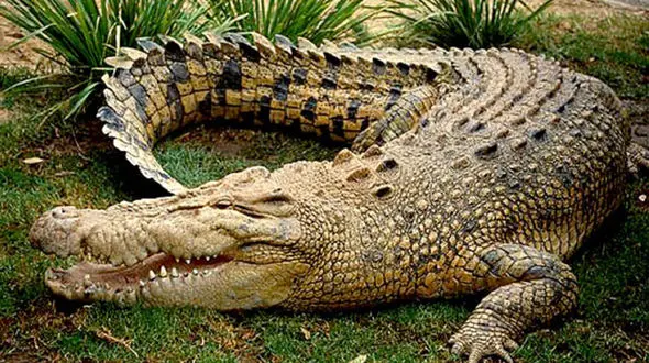 تمساح زن شناگر را خورد / محیط زیست چه می گوید ؟