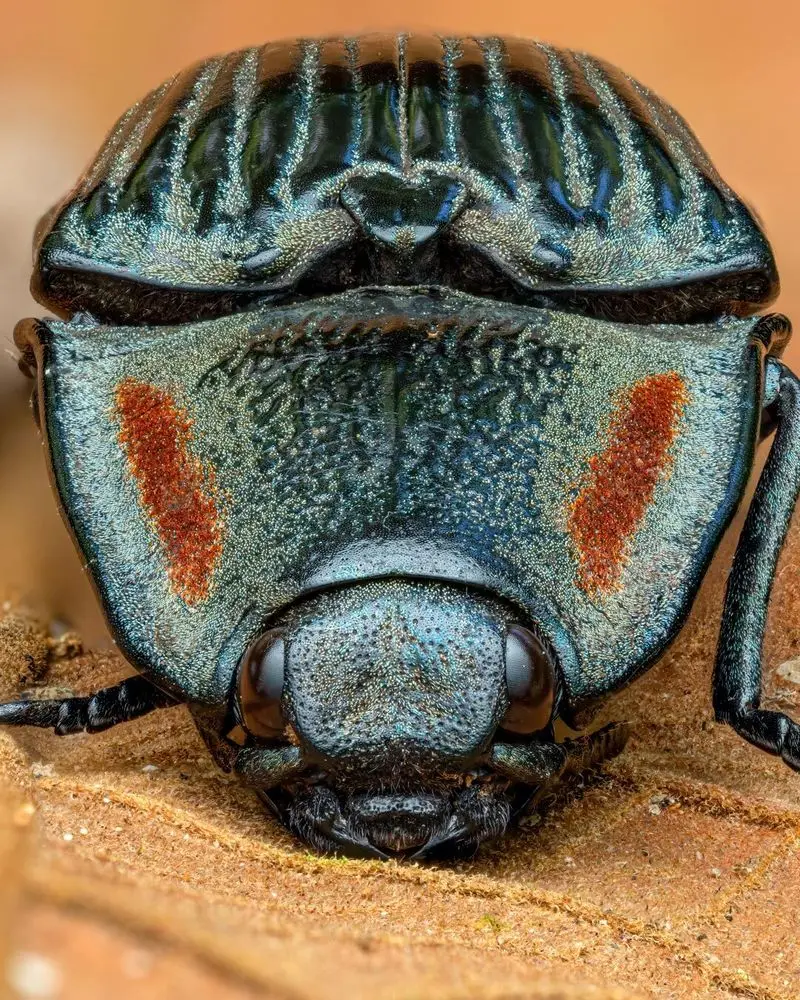 تصویر نمای نزدیک و ماکرو از سوسک بزرگ Chalcolepidius با فلس های رنگی و درخشان روی برگ های جنگل های بارانی اکوادور.