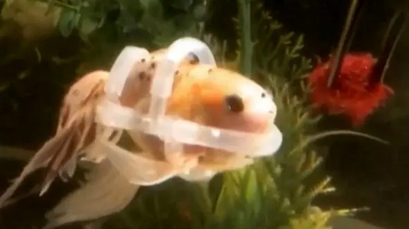 جلیقه مخصوص برای ماهی معلول