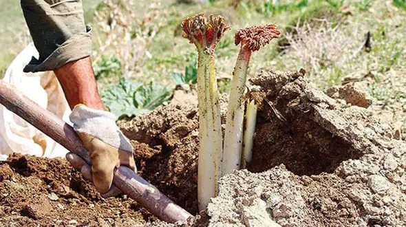 محموله سری و ممنوعه به تهران نرسید / پلیس شاهرود فاش کرد