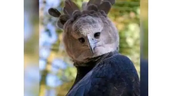 جغدی که شبیه به انسان هاست در اینترنت رکورد زد + عکس