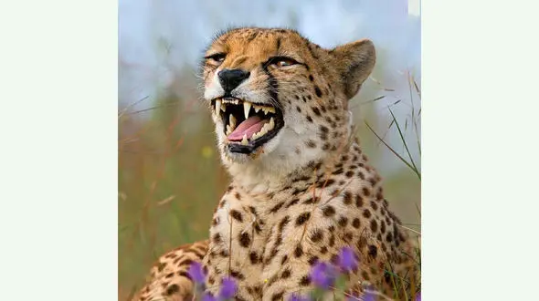 یوزپلنگ خوش اخلاق را ببینید + عکس