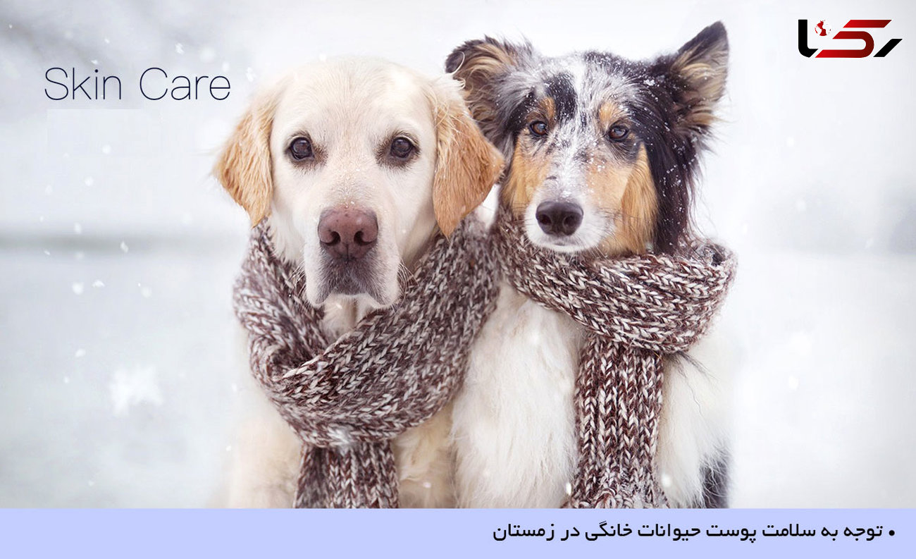راه هایی برای مراقبت از‭ ‬پوست‭ ‬حیوانات‭ ‬خانگی‭ ‬در‭ ‬زمستان