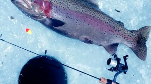 فیلم روش جالب ماهیگیری از دریاچه یخ زده