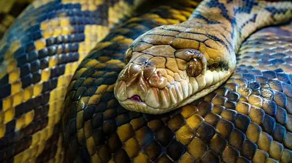 16 جولای روز جهانی مار / با دنیای مارها آشنا شویم