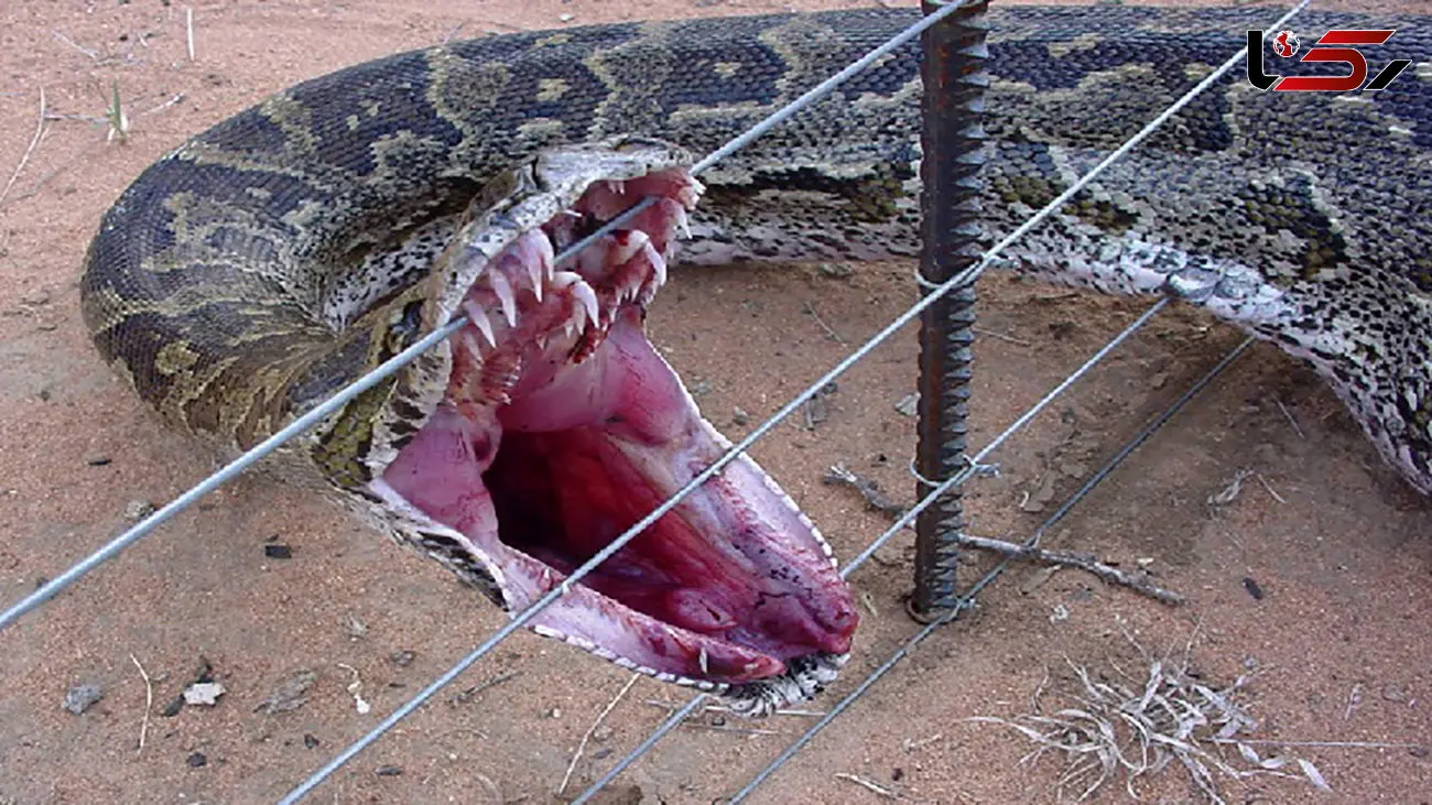 فیلم لحظه نجات سگ از چنگال مار پیتون غول پیکر !