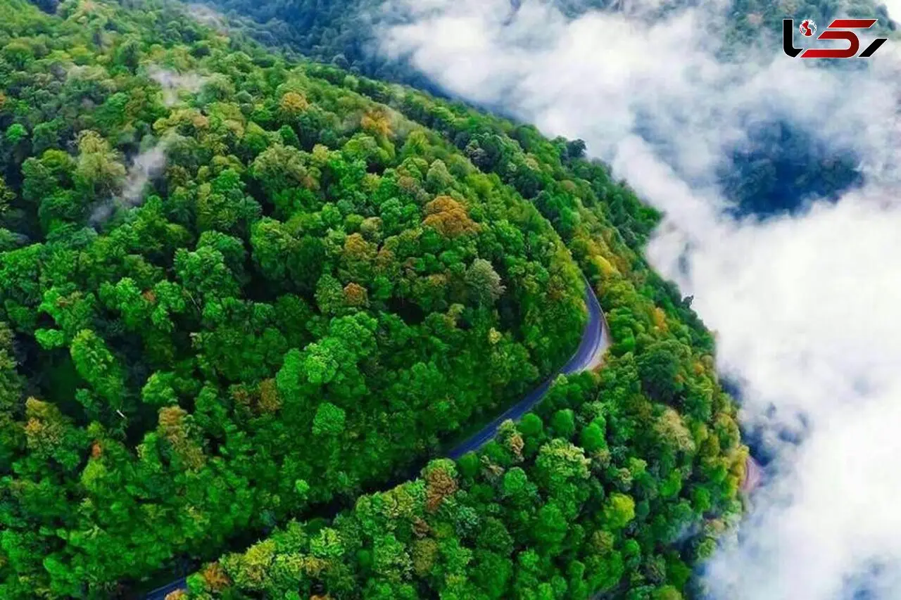  رویایی ترین جاده جنگلی ایران+تصاویر