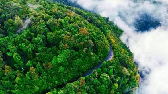  رویایی ترین جاده جنگلی ایران+تصاویر