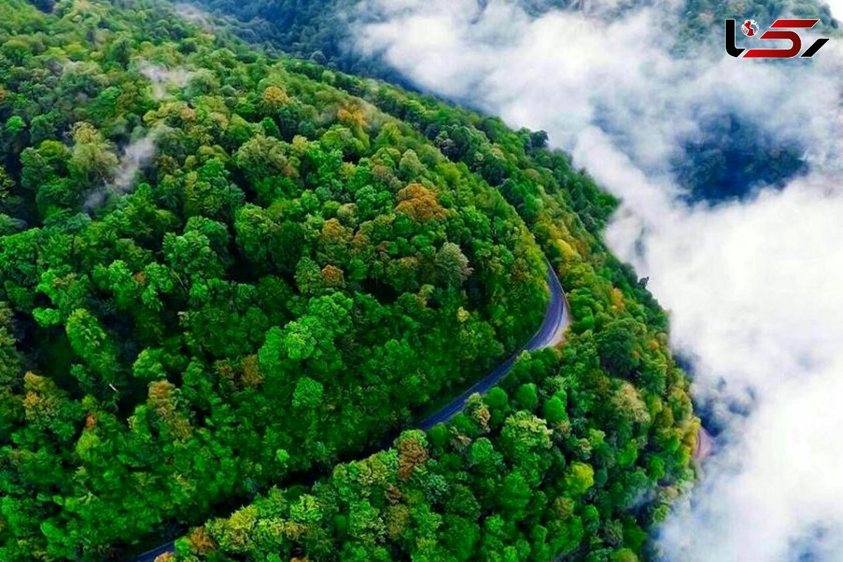  رویایی ترین جاده جنگلی ایران+تصاویر