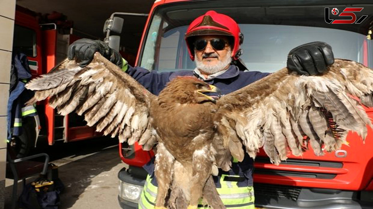 عکس عقابی که خانواده مهابادی را به وحشت انداخت