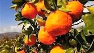 پیش بینی برداشت 60 هزار تن نارنگی از باغ های هرمزگان