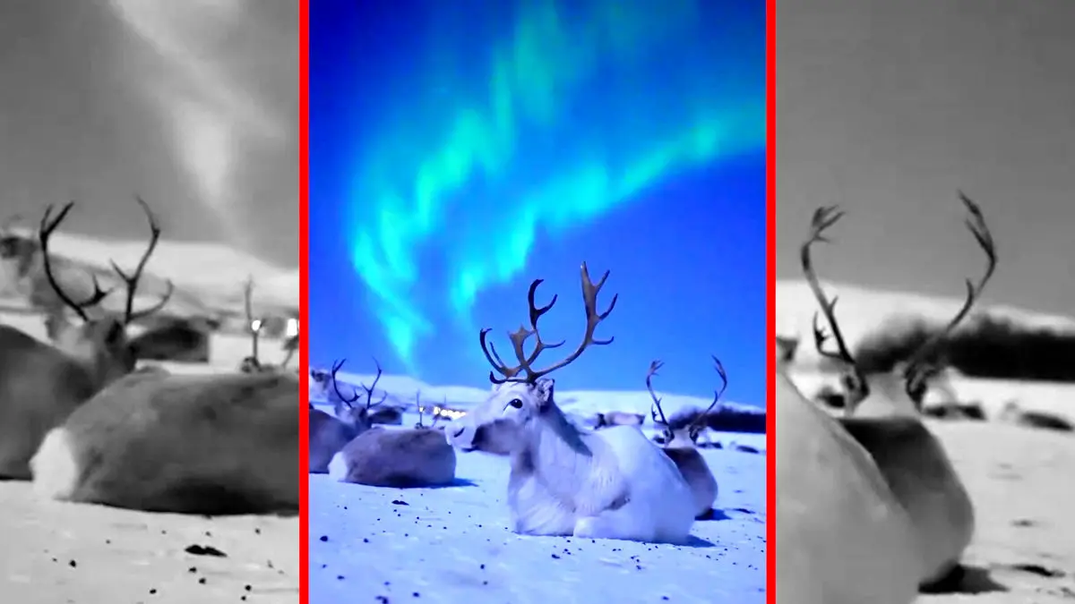 فیلم زیبایی گوزن های قطبی زیر نور شفق قطبی