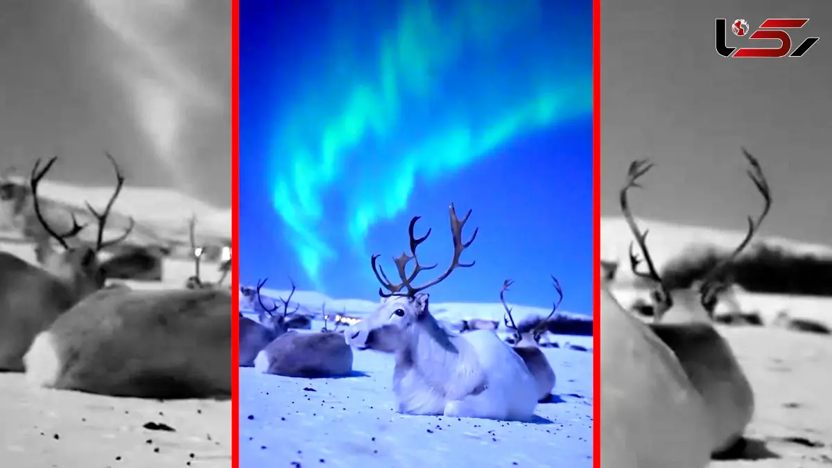 فیلم زیبایی گوزن های قطبی زیر نور شفق قطبی