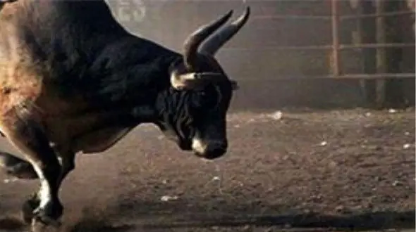 تیرخلاص پلیس شازند به گاو رها شده در شهر / وحشت از گاو عصبی در شهر