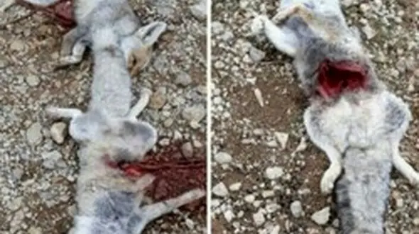 کشتن روباه به خاطر صفرای ضد سرطان / متهمان تحت تعقیب+ عکس تلخ