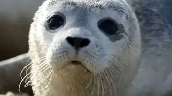 از زیبایی های حیات وحش تا فرار فوک از دست نهنگ قاتل