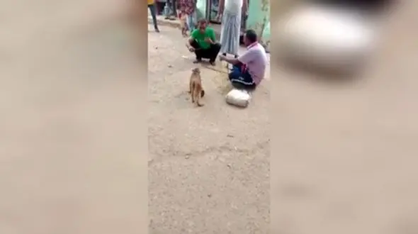 کتک زدن وحشیانه یک میمون پس از مشاجره 2 مرد + فیلم