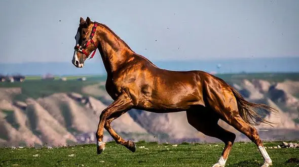 جشواره ملی زیبایی اسب اصیل ترکمن / شرکت 191 اسب از 10 ا ستان