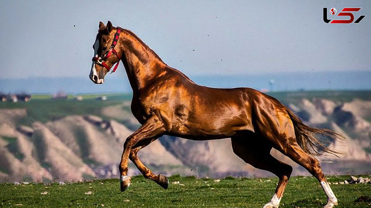 جشواره ملی زیبایی اسب اصیل ترکمن / شرکت 191 اسب از 10 ا ستان