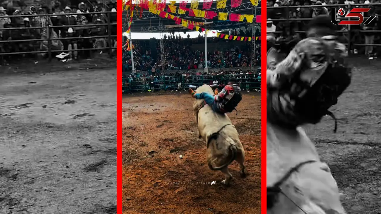 فیلم لحظه مهار گاو توسط گاوباز حرفه ای