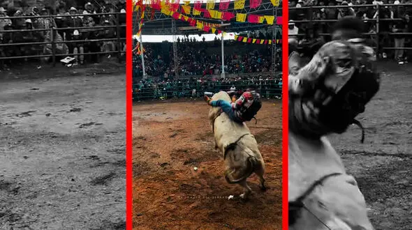 فیلم لحظه مهار گاو توسط گاوباز حرفه ای